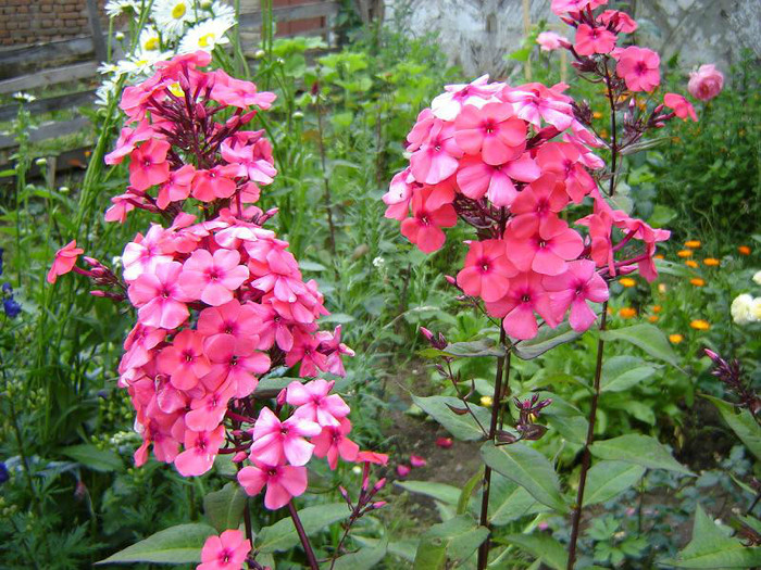 Phlox Corall si margarete de vara