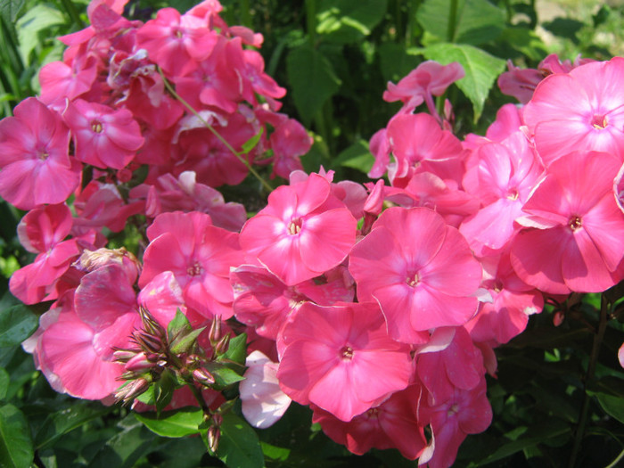 phlox Marlene; denumit dupa persoana de la care l-am primit
