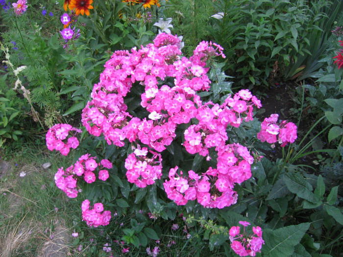 phlox pitic cu floare mare (Marlene)