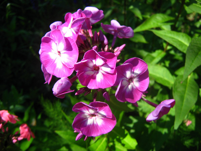 phlox Uspech