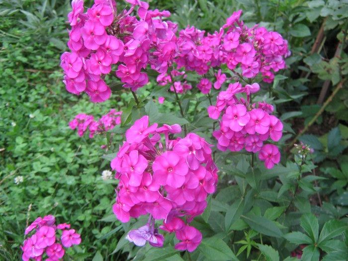 phlox Spuma de Zmeura; botezat de mine
