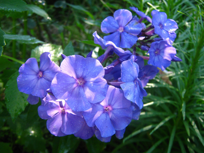 phlox albastru (Blue Paradise) - PHLOX