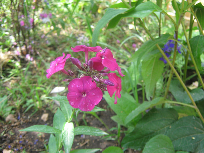 achizitie de la Bakker (???) - PHLOX