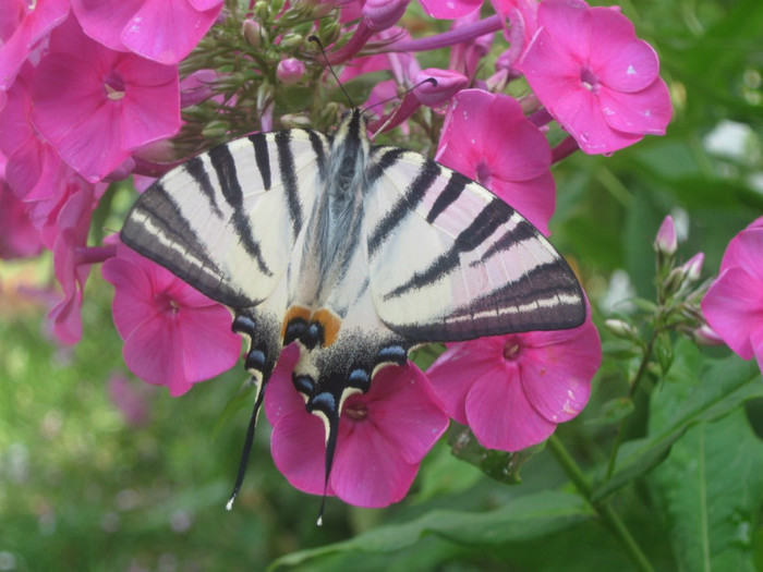 Un fluture pe...phlox - PHLOX