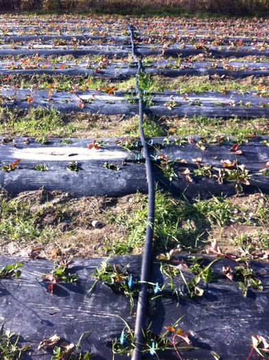Foto 2 - plantatie octombrie 2012-2013