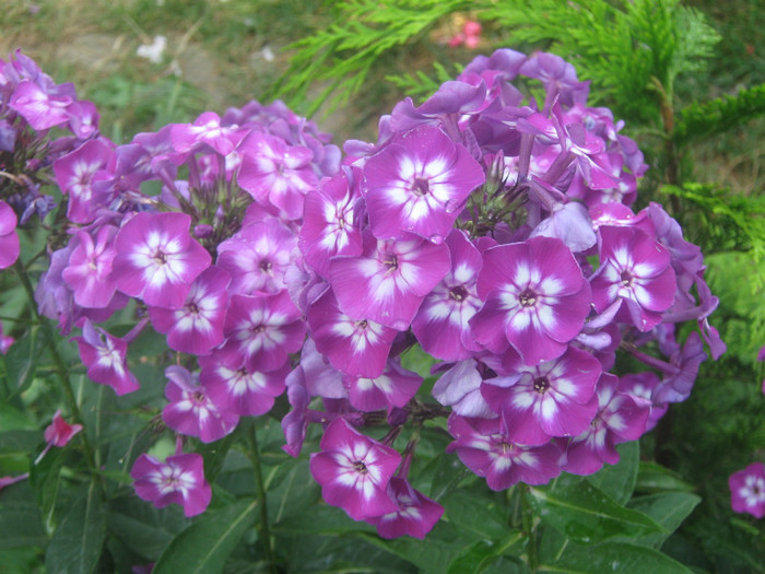 Uspech - PHLOX