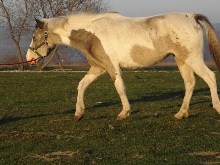 IAPA POLO PE IARBA - VANZARI CAI 1