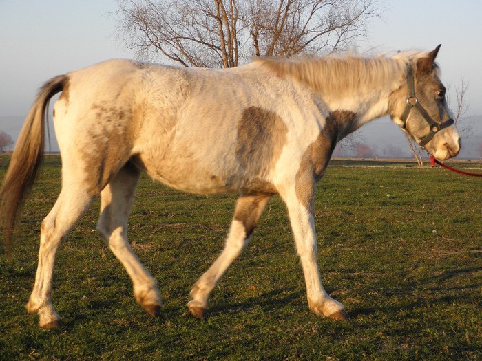IAPA POLO PE IARBA - VANZARI CAI 1