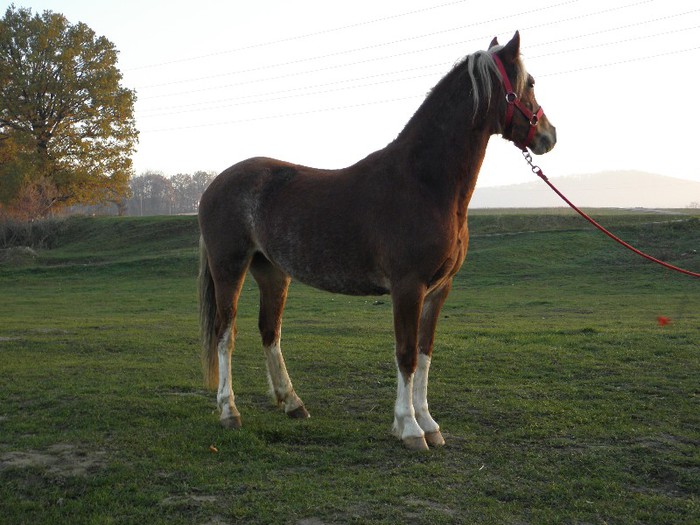 IAPA WELSH SECTIUNEA B