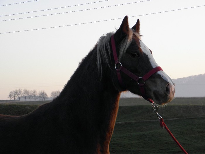 IAPA WELSH SECTIUNEA B