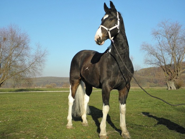 ROKY - CASTRAT - VANZARI CAI 1