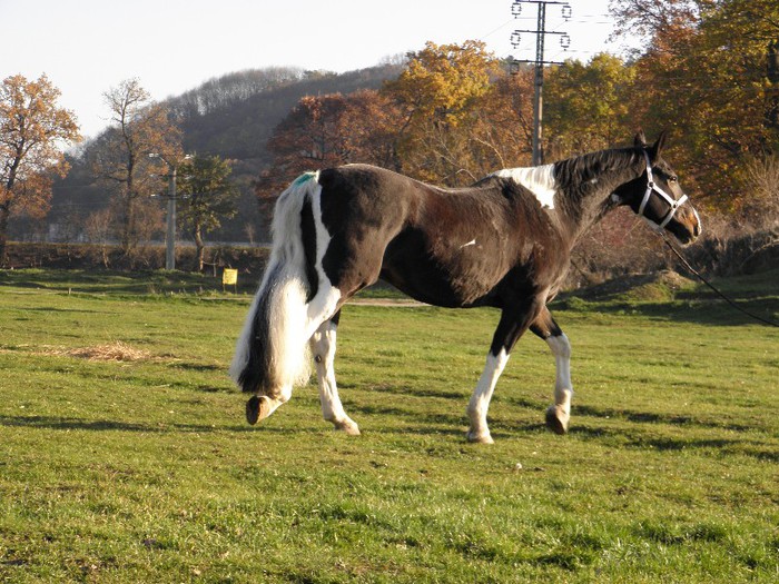 poza 439 - VANZARI CAI 1