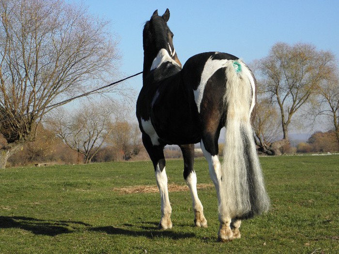 poza 445 - VANZARI CAI 1