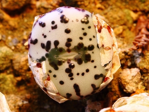 Conophytum Obcordellum - 1-de vanzare 2019-2020- SEMINTE TROPICALE RARE