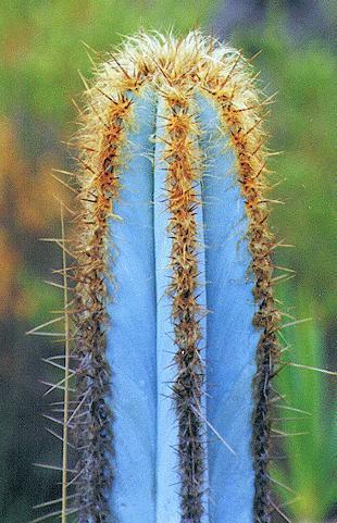 Pilosocereus purpureus