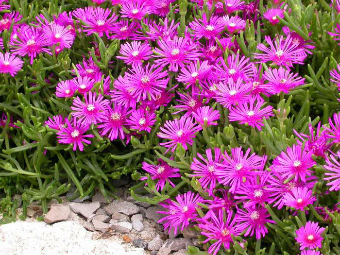 Delosperma cooperi - a- copaci si plante diverse pt Romania
