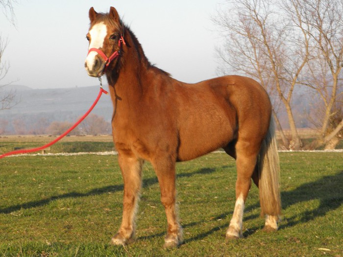 poza 488