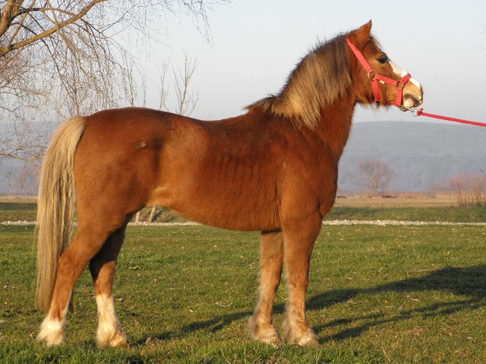 poza 495