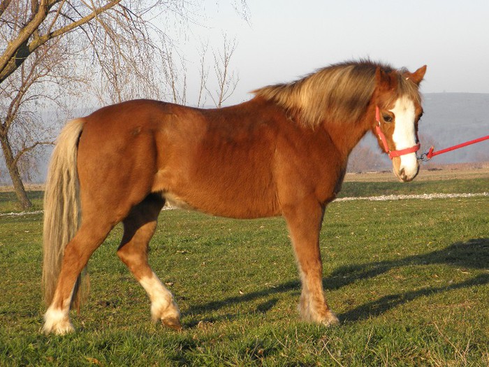 poza 497