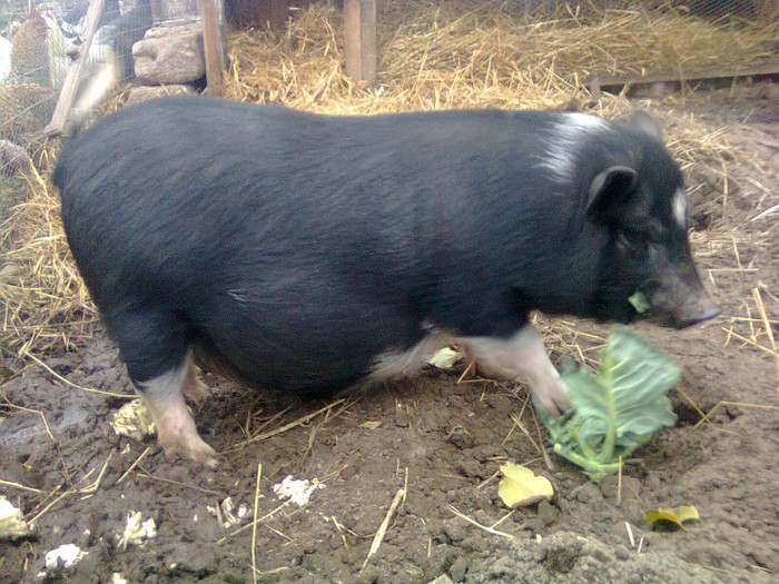 cea mai frumoasa purcica din lume - MICUTA FERMA FRUMOASA