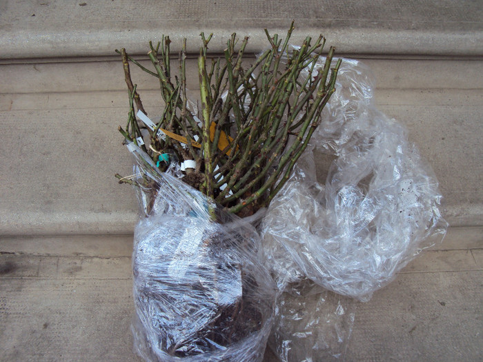 primite azi - Achizitii toamna 2012