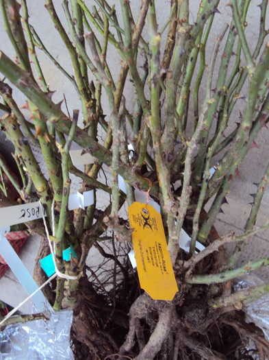 vom avea ce admira in vara