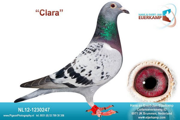 NL12-1230247; Clara

