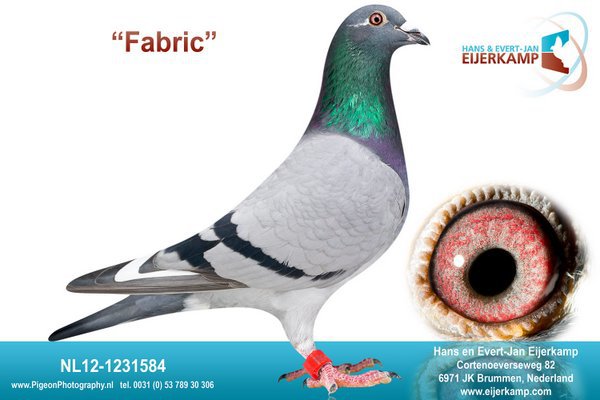 NL12-1231584; Fabric
