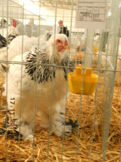 DSCN8081 - Pasarile mele la expo Fauna banatului 2012