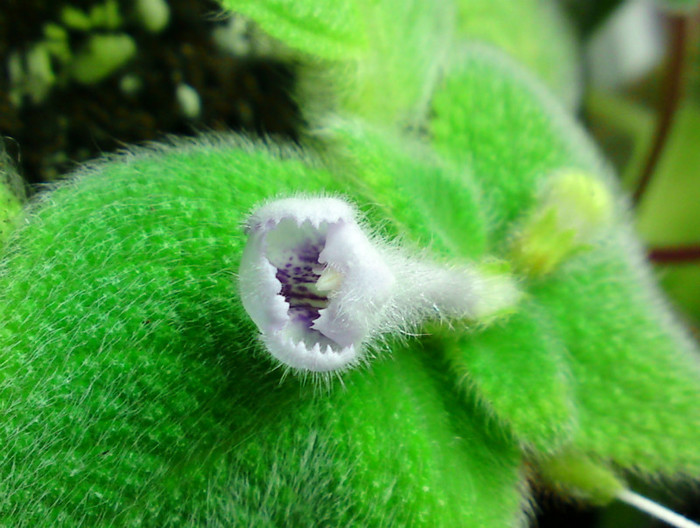 Episcia Fimbriata Blue Heaven - Alte gesneriaceae