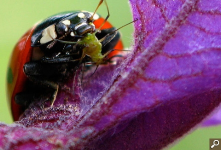 buburuza-mancand-afida; Buburuza mancand afida. Sursa paradisverde.ro
