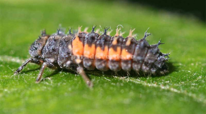 larva-de-buburuza_002; Larva de buburuza. Nu o omorati. Sursa paradisverde.ro

