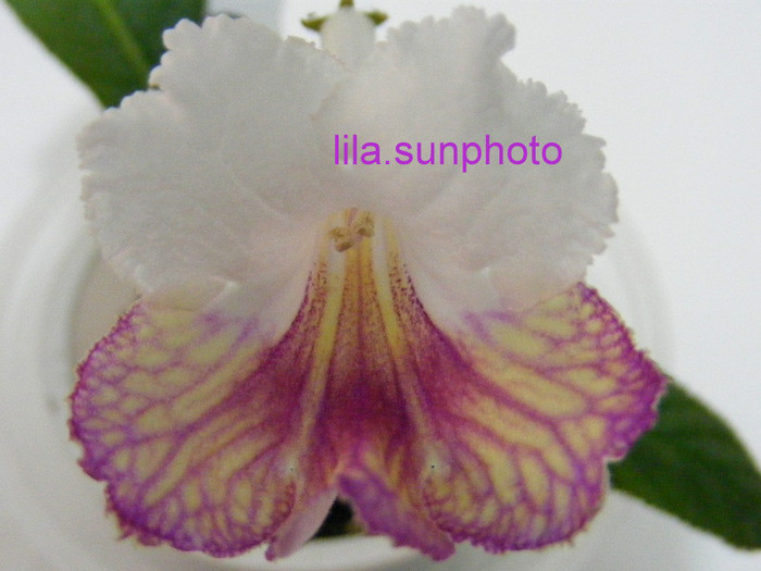  - streptocarpus 6013