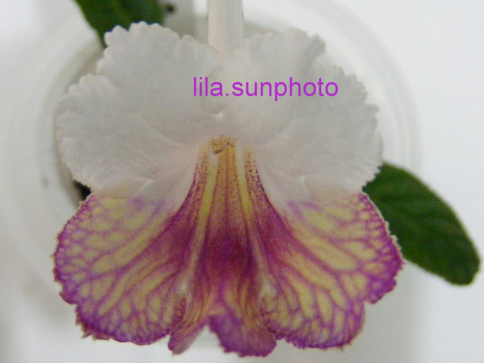  - streptocarpus 6013