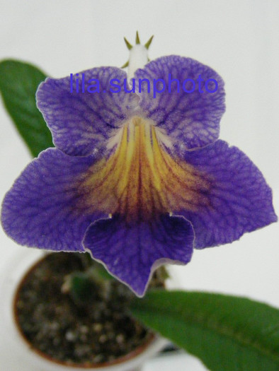  - streptocarpus SPLIT