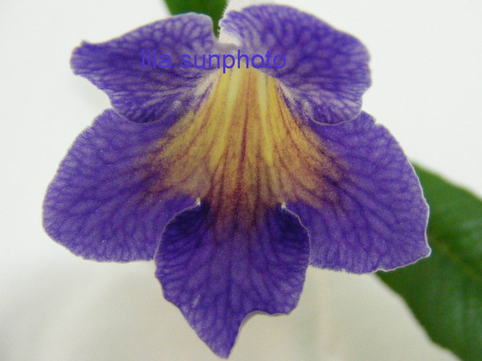  - streptocarpus SPLIT