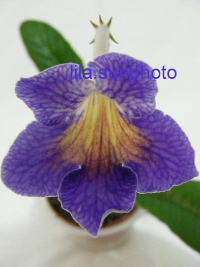  - streptocarpus SPLIT