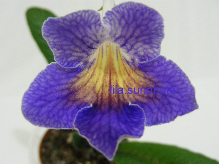  - streptocarpus SPLIT