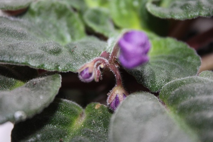 IMG_6405; albastrica?
