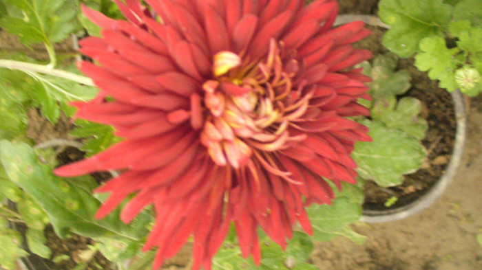 P1050588 - crizanteme de vanzare decembrie 2012