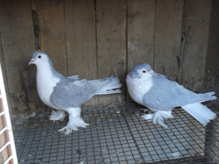 Picture 133 pereche batrani f-2010-m-2008