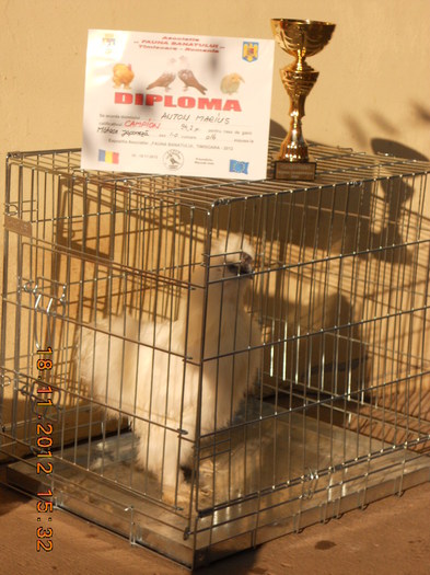 DSCN8089 - Pasarile mele la expo Fauna banatului 2012