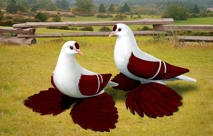 481857_10151266844024311_482848390_n_002