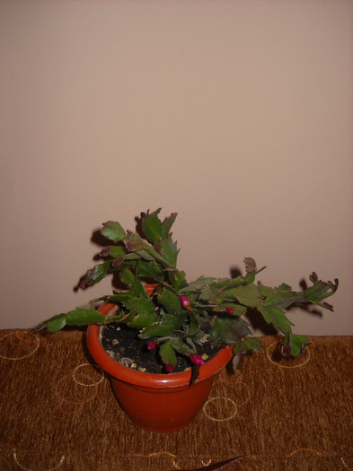 14 .11.012 - Schlumbergera-2010-2013