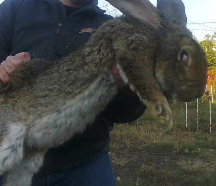 mascul 1 an urias belgian - iepuri rase grele