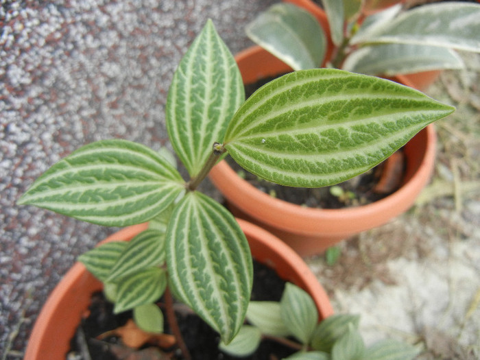 Peperomia puteolata (2012, Nov.10) - Peperomia puteolata