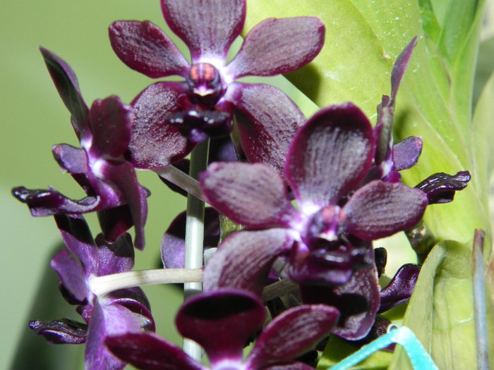 DSCN1358 - Vandachostylis Colmarie Black Beauty