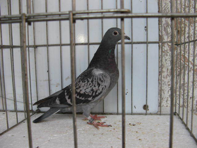 45 CISMAS ALEXANDRU PH