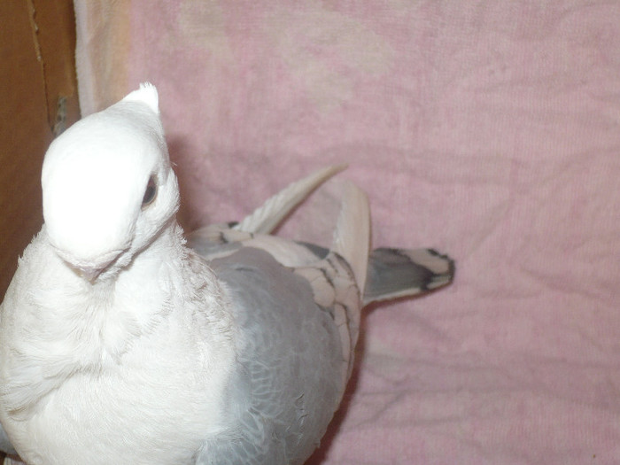 012 - BLUETI-SATINETI 2012