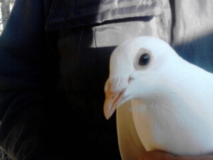 1 - Porumbei voiajori albi
